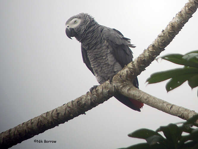 Image de Psittacus Linnaeus 1758