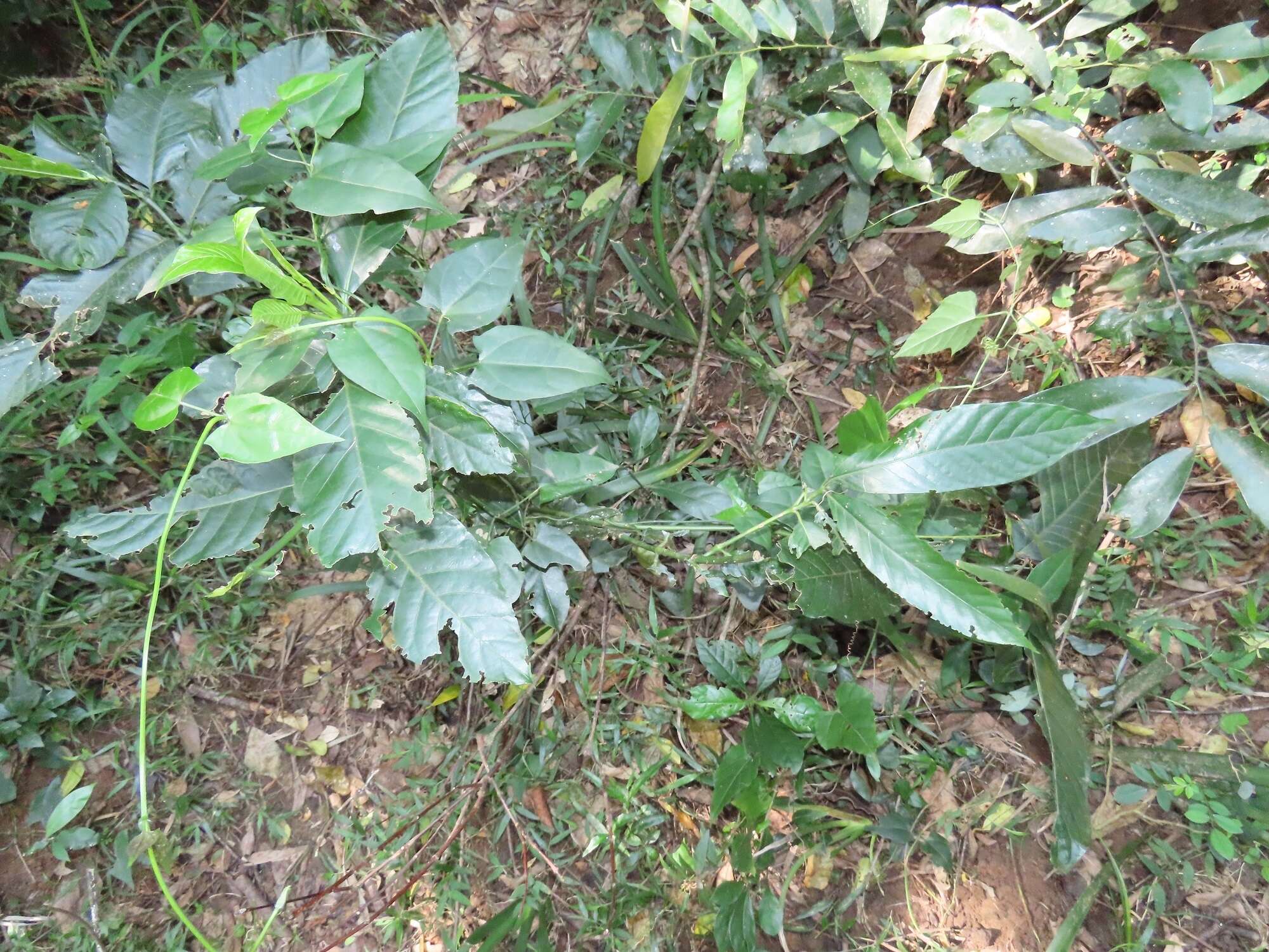 Image of Oxyanthus speciosus subsp. gerrardii (Sond.) Bridson