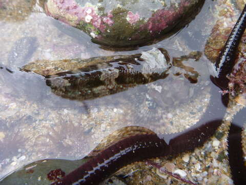 Image of Gilloblennius