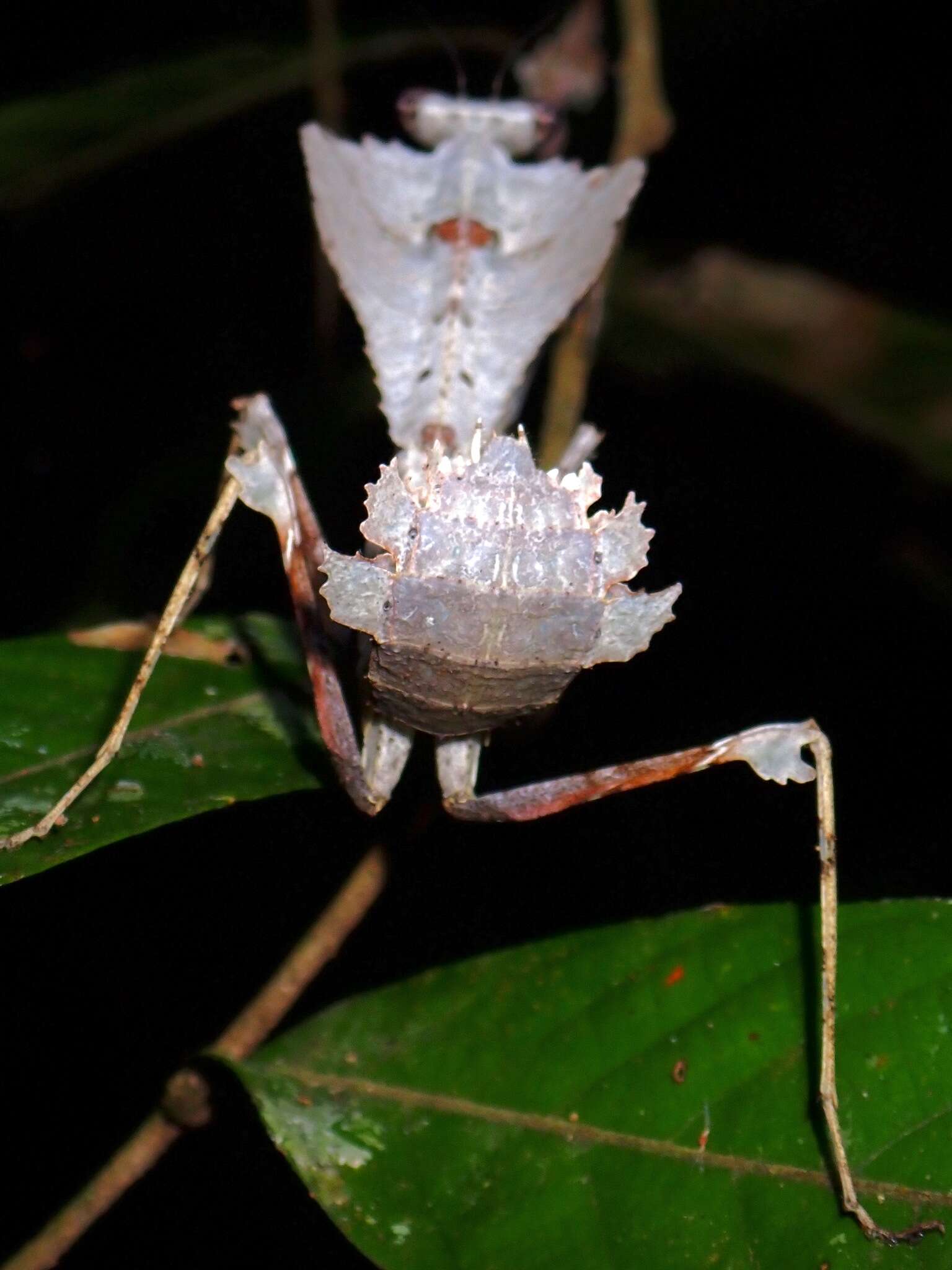 Image of Deroplatys desiccata Westwood 1839