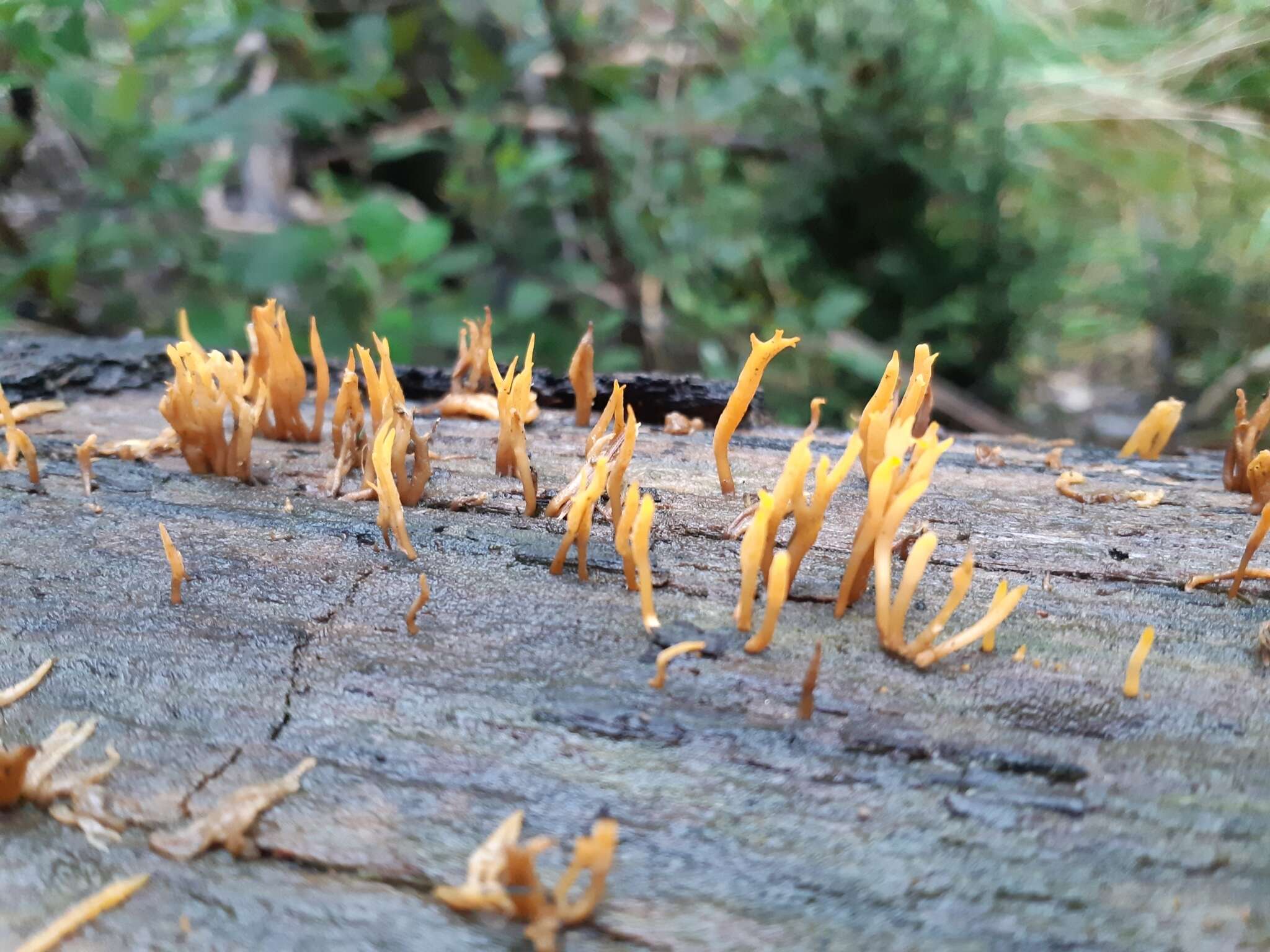 Image de Calocera guepinioides Berk. 1845