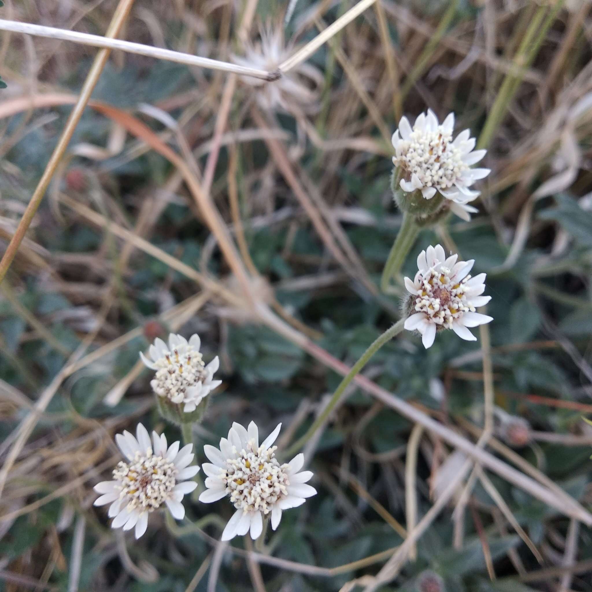 Image of Tridax mexicana A. M. Powell