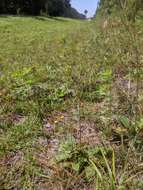 Image of zigzag silkgrass