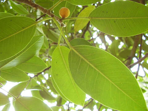 Image of Fig wasp