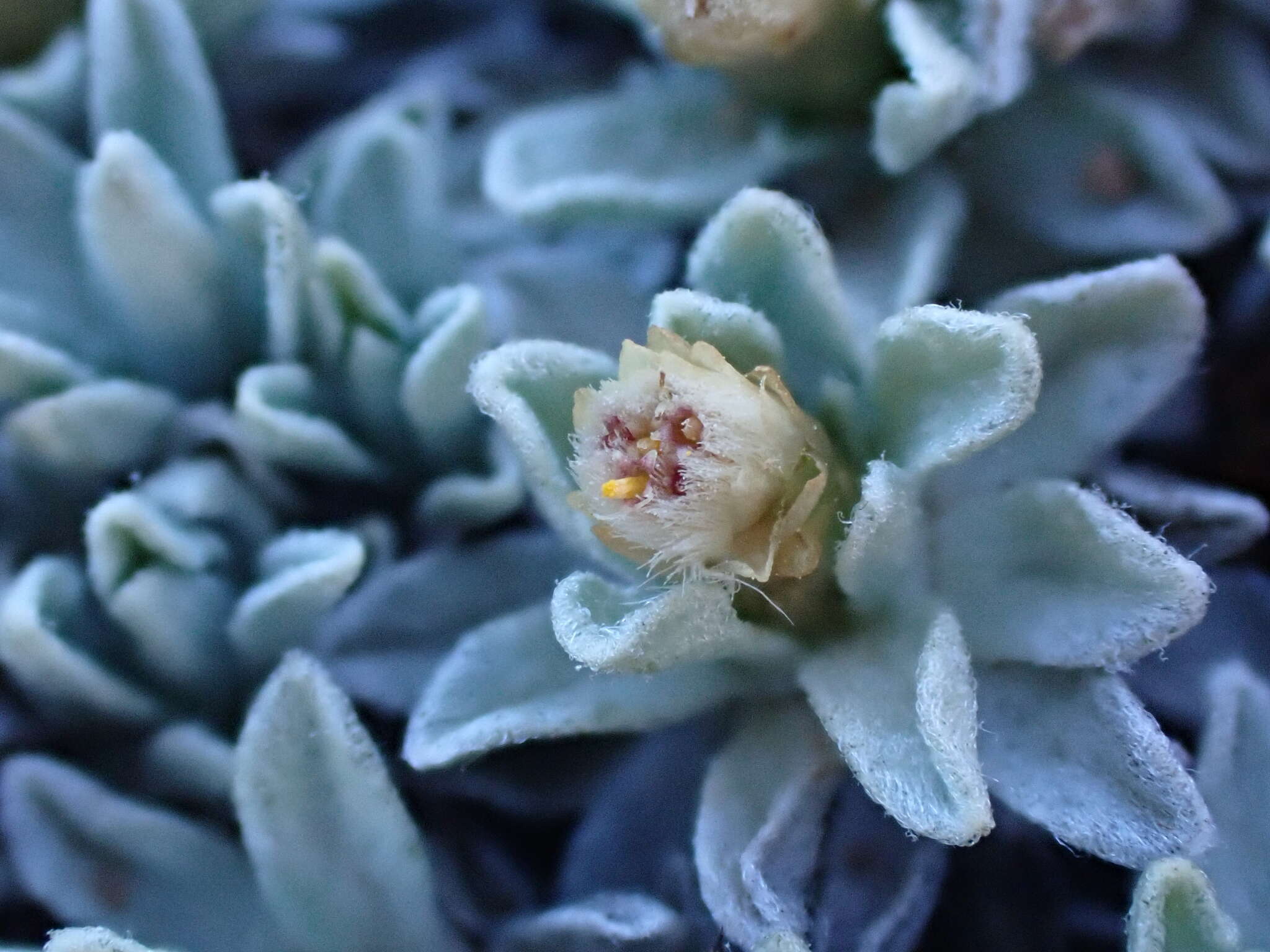 Image of Argyrotegium nitidulum (Hook. fil.) J. M. Ward & Breitw.