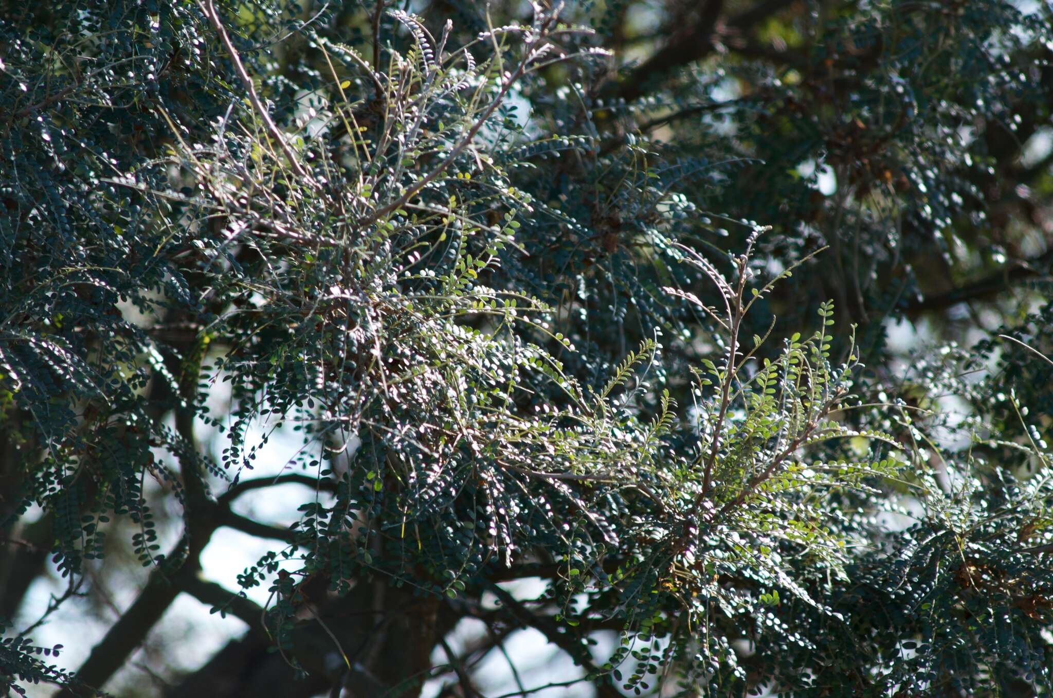 Слика од Sophora microphylla Aiton