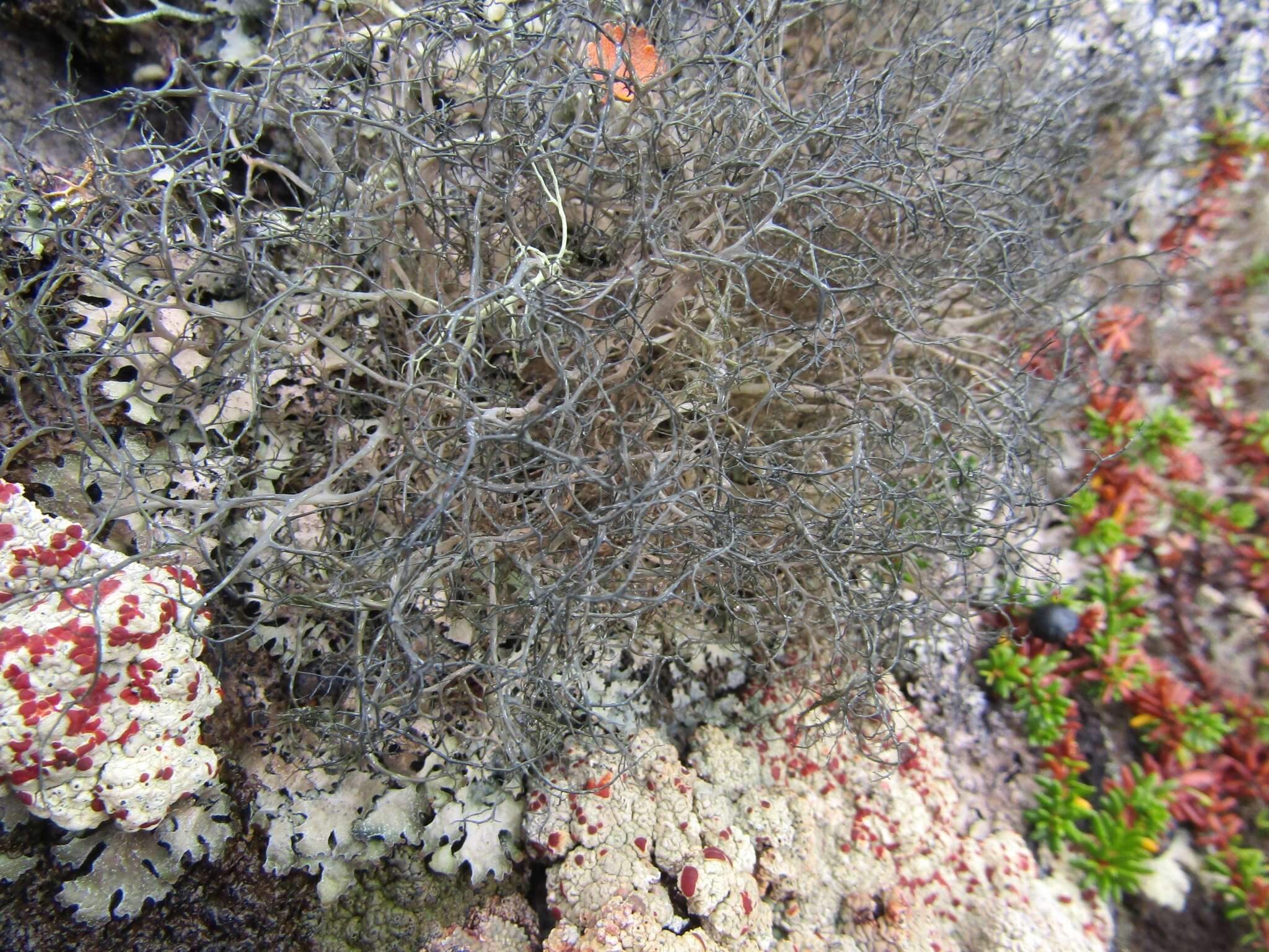 Image of witch's hair lichen