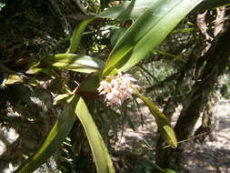 Image of Maxillaria densa Lindl.