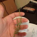 Image de Panicum diffusum Sw.