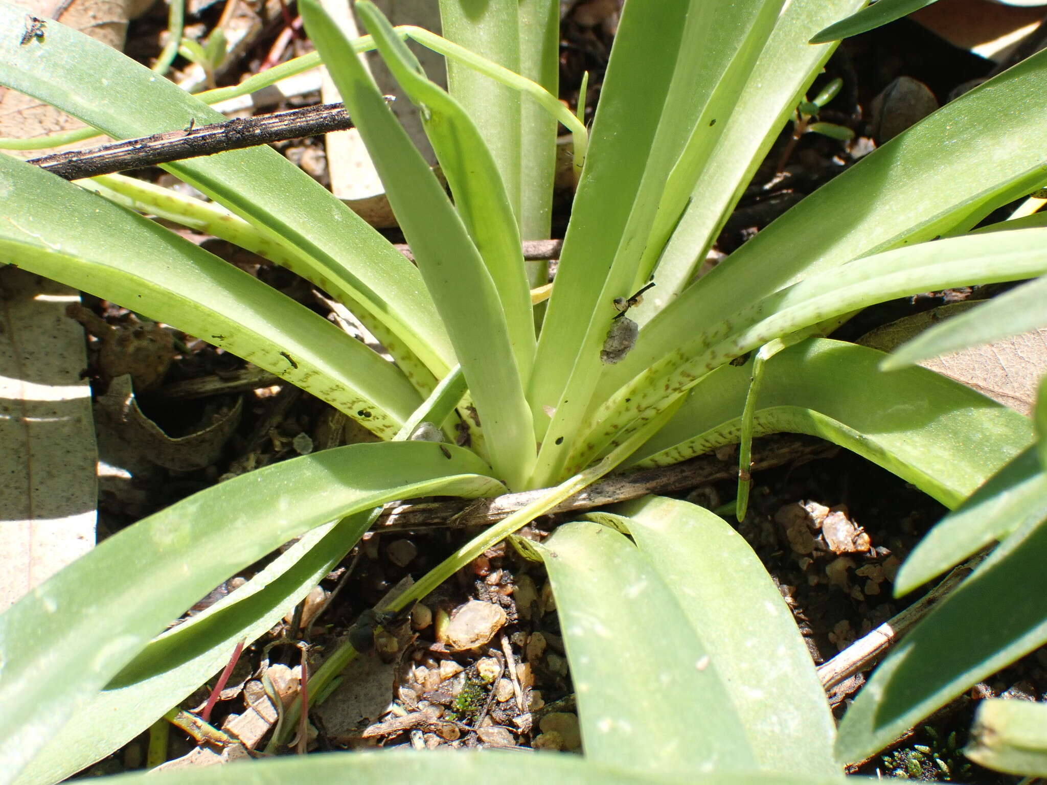 Слика од Ledebouria cooperi (Hook. fil.) Jessop