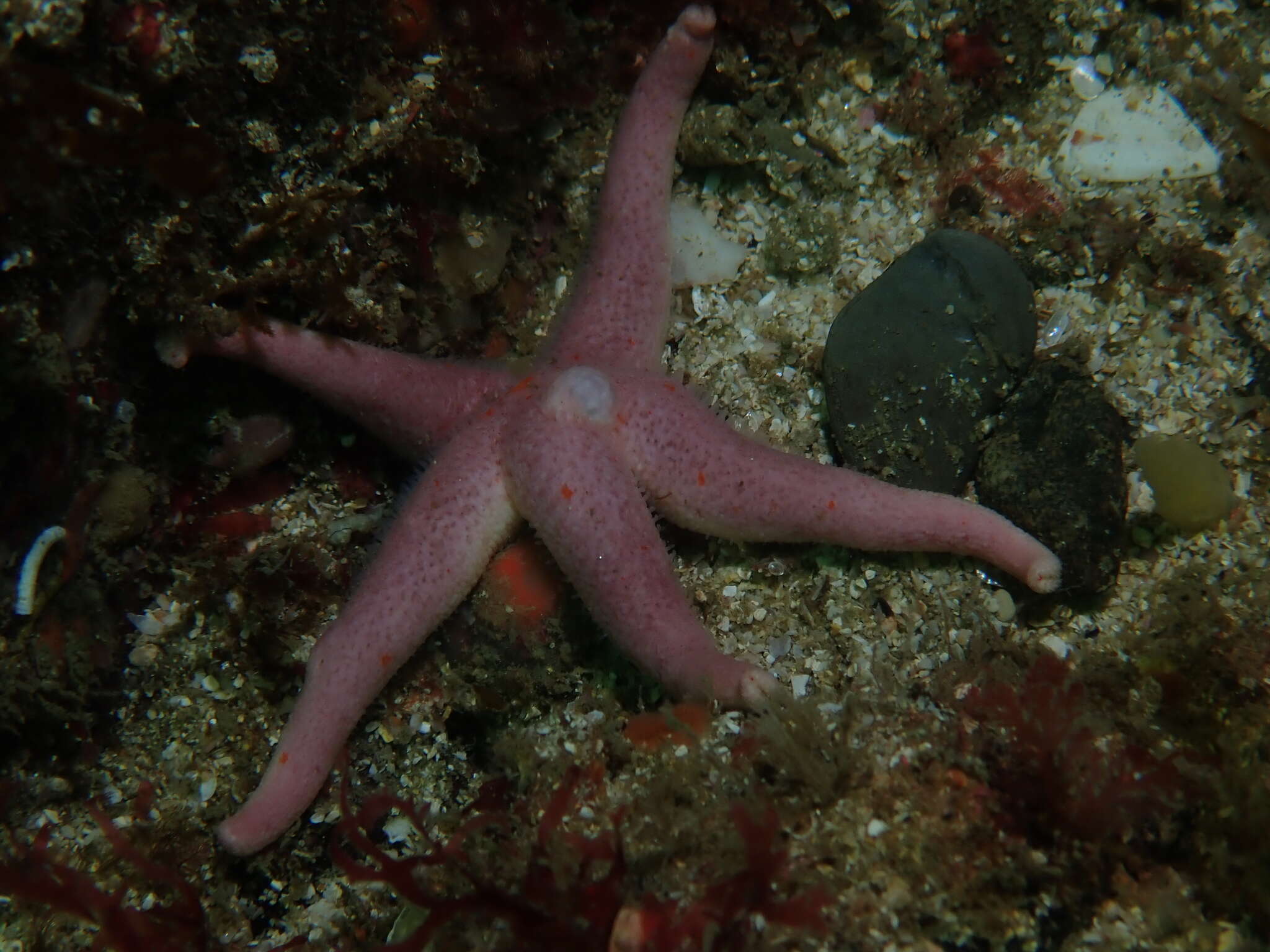 Henricia oculata (Pennant 1777) resmi