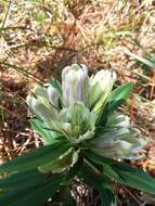 Image de Gentiana villosa L.