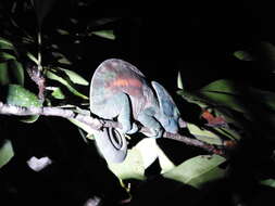 Image of Parson’s chameleon