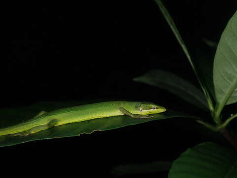 Image of Sakishima grass lizard