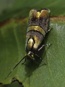 Image of Slosson's Metalmark Moth