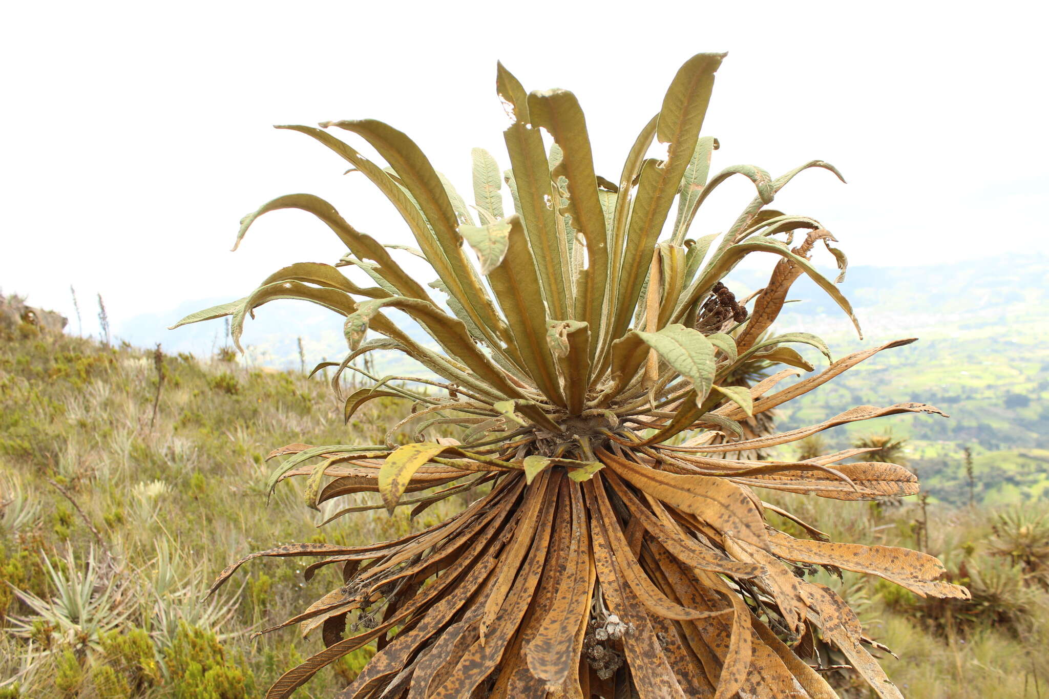 Image of Espeletiopsis guacharaca (Diaz) J. Cuatrec.