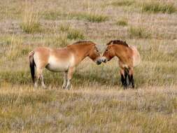 Image of Equus subgen. Equus Linnaeus 1758