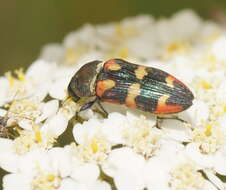 Image of Castiarina sexplagiata (Gory 1841)