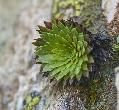 Image of Saxifraga florulenta Moretti