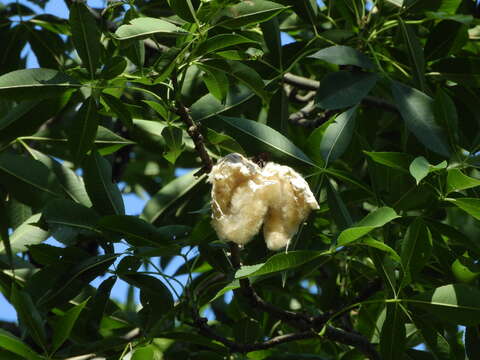 Image of Ceiba speciosa (A. St.-Hil., A. Juss. & Cambess.) P. Ravenna