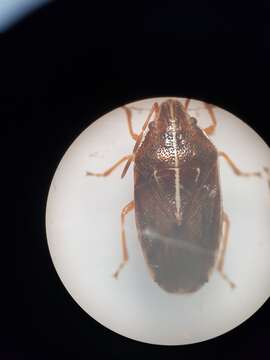 Image of Linear sedge shield bug