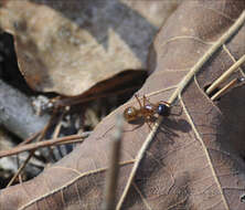 Imagem de Camponotus americanus Mayr 1862