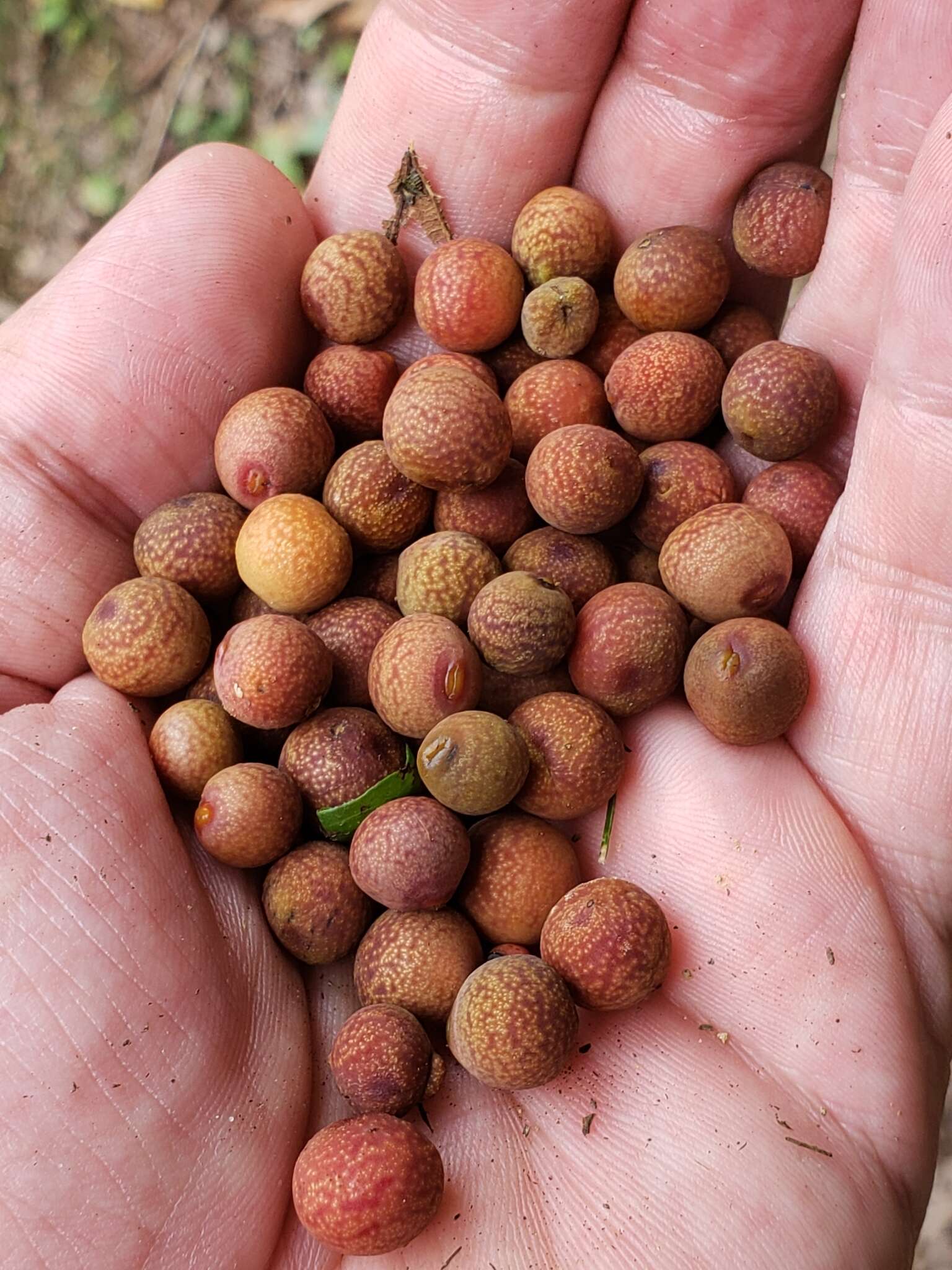 Image of Kokkocynips imbricariae (Ashmead 1896) Nieves-Aldrey, Nicholls, Tang, Melika, Stone, Pujade-Villar, Buffington, Maldonado & Medianero 2021