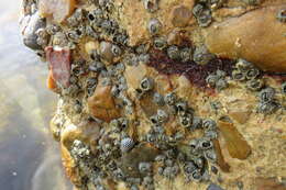 Image of Caribbean barnacle