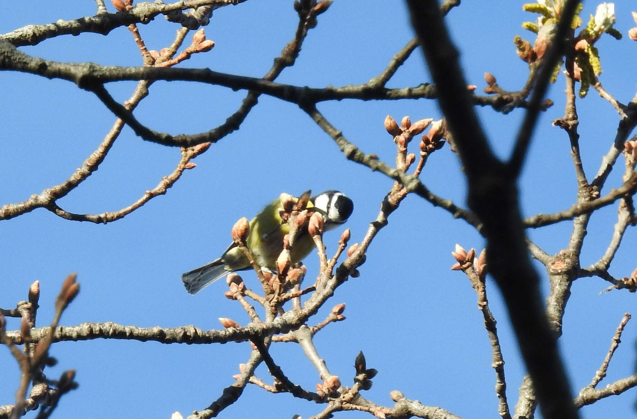 Image of African Blue Tit