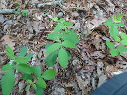 Imagem de Desmodium nuttallii (Schindl.) B. G. Schub.