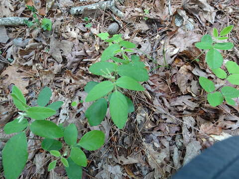 Desmodium nuttallii (Schindl.) B. G. Schub. resmi