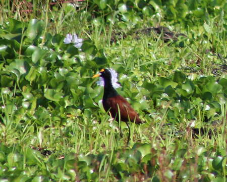 Image of Jacana Brisson 1760