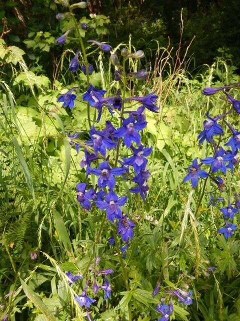 Image of Columbian larkspur