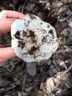 Image of Western North American Destroying Angel