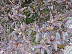 Image of Rhododendron rubropilosum var. taiwanalpinum (Ohwi) S. S. Ying