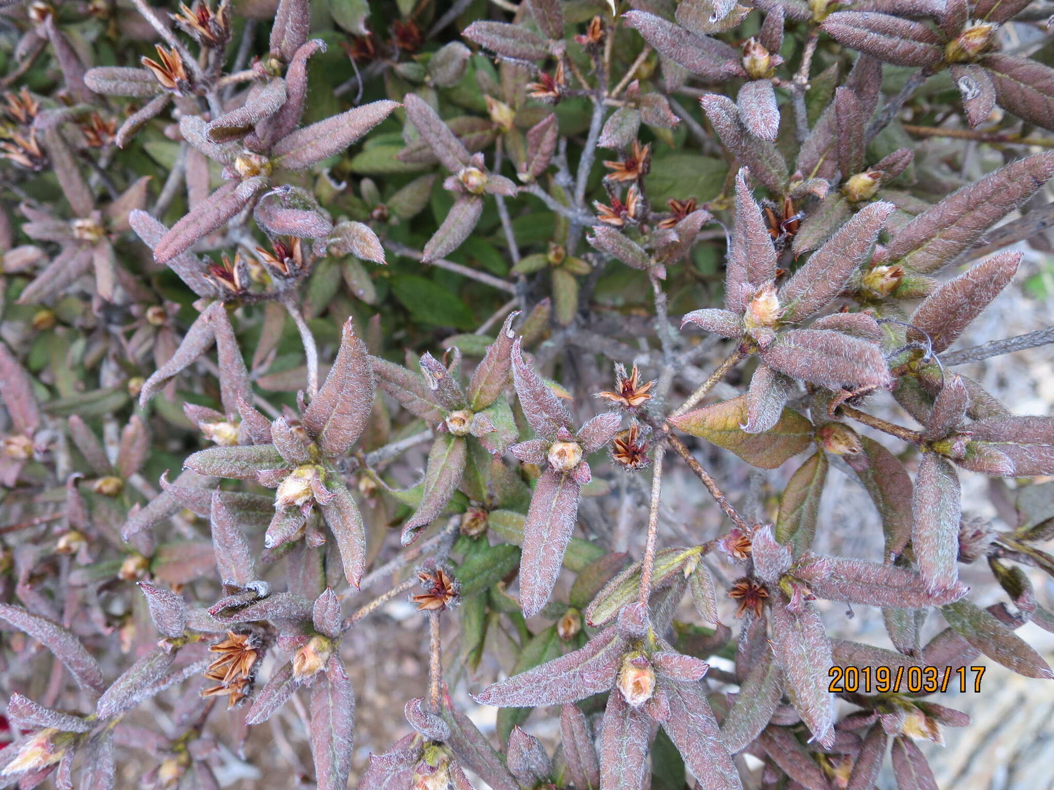 Image of Rhododendron rubropilosum var. taiwanalpinum (Ohwi) S. S. Ying