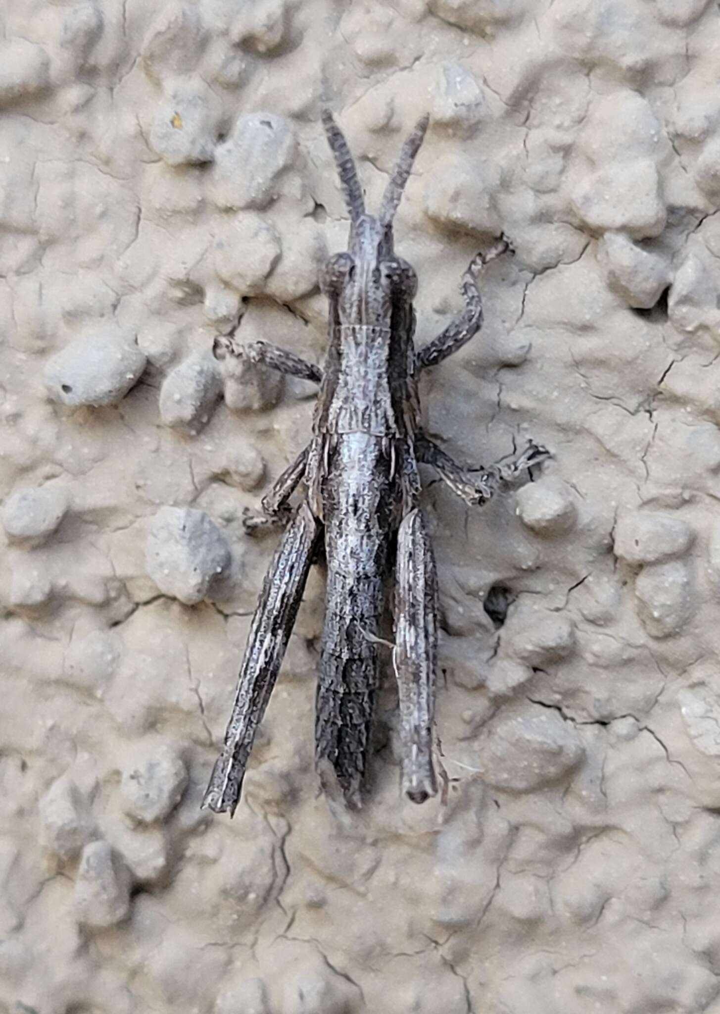 Image of Clematodes larreae Cockerell 1900