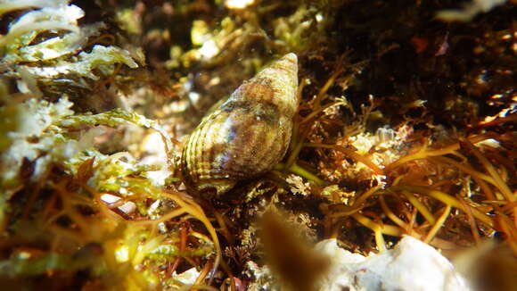 Image of Mediterranean intertidal hermit crab