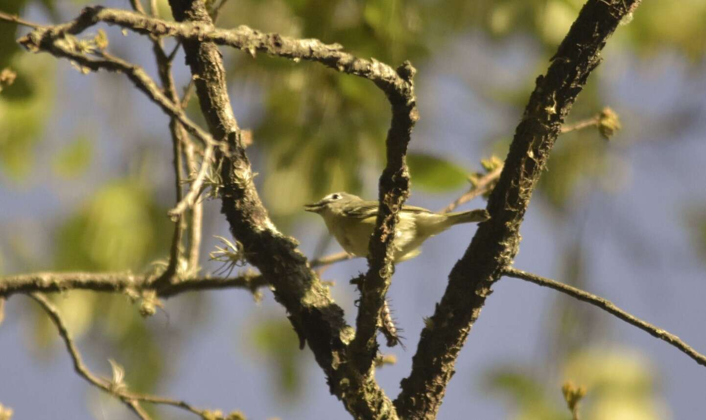 Image of Dwarf Vireo