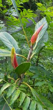 Ficus xylophylla (Wall. ex Miq.) Miq. resmi