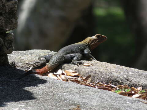 صورة Agama picticauda (Peters 1877)