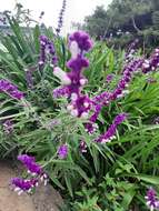 Imagem de Salvia leucantha Cav.