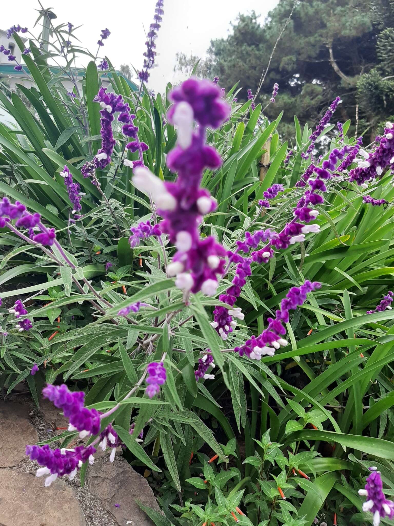 Imagem de Salvia leucantha Cav.