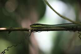 Image of Solomons treesnake