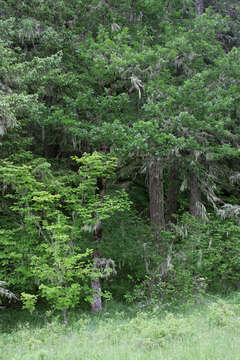 Image of northern phlox