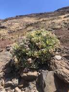 Image of Helichrysum devium J. Y. Johnson