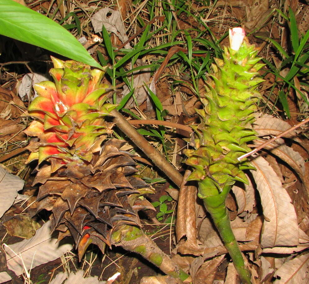 Image of Costus longibracteolatus Maas