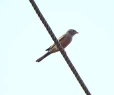 Image of Grey-necked Bunting