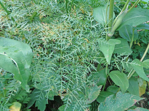 Ligusticum filicinum S. Wats.的圖片