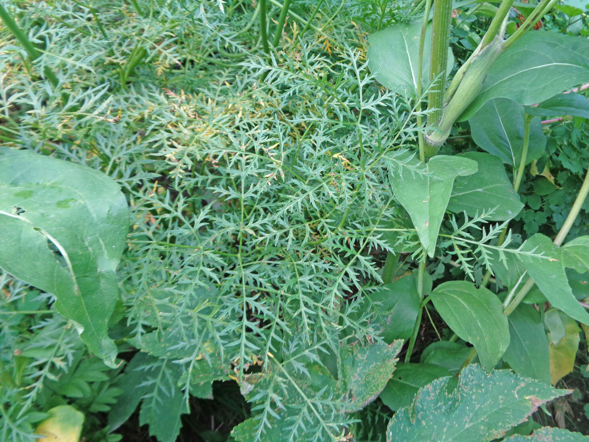 Image of fernleaf licorice-root